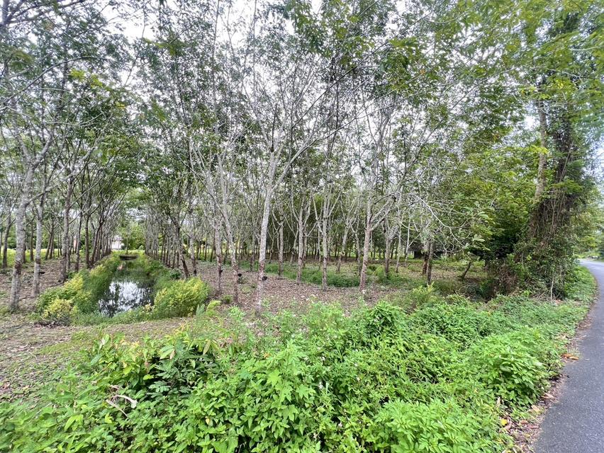 ขายที่ดิน จังหวัดนครศรีธรรมราช 6