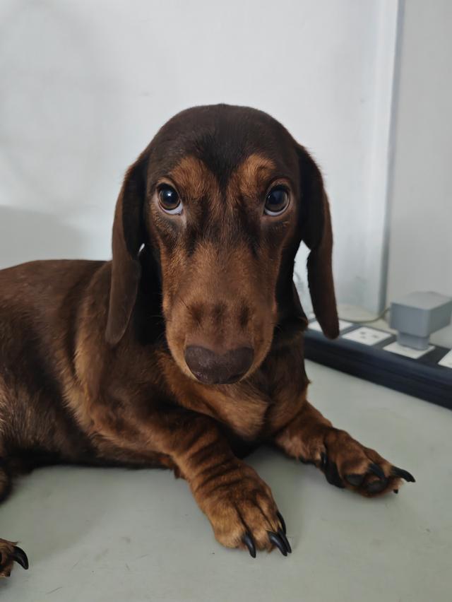 ดัชชุน ชาย 1 ขวบ สีช๊อค