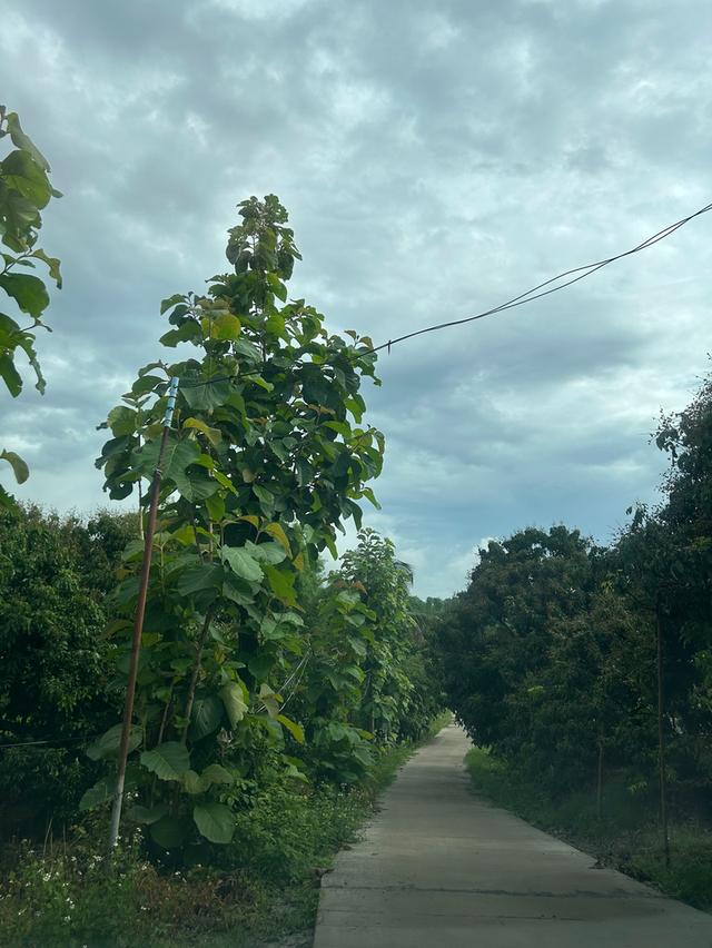 ที่นาวิวสวยไปแถวจอมทอง ติดถนน 2 ด้าน ขายเพียงไร่ละ 350,000 บาท ตารางวาละ 875 บาท 20