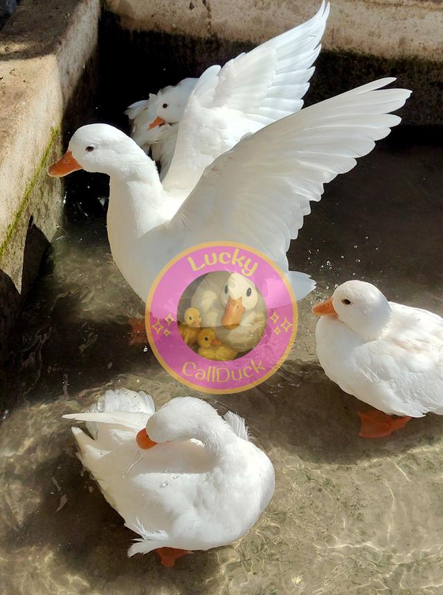 ลูกเป็ด CallDuck สุดน่ารัก  💛🐥🐣