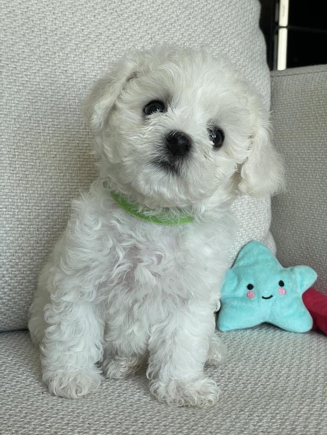 ลูกบิชองฟริเซ่