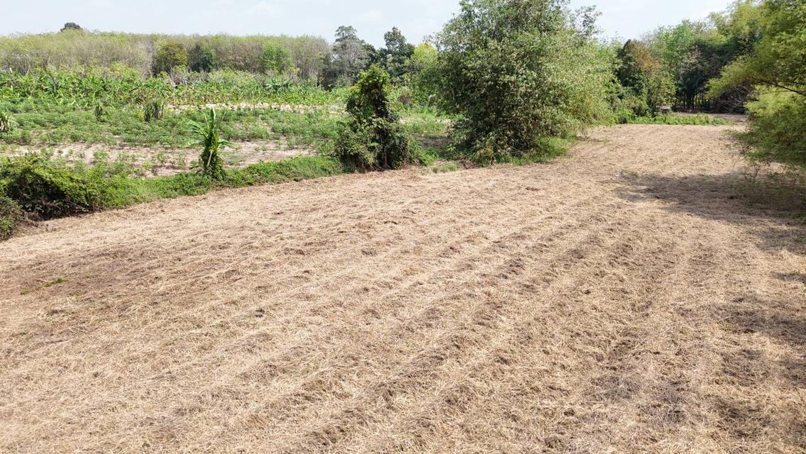 ขายที่ดินเปล่า 4-2-50 ไร่ ทำเลศักยภาพ ติดคลองกระเฉท น้ำไหลตลอดปี ใกล้นิคมอุตสาหกรรม ต.มาบข่า ระยอง 11