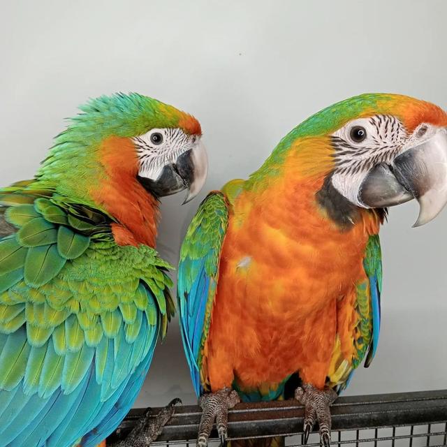 Catalina Rainbow macaw Parrots  WhatsApp me : +66 63 826 3042