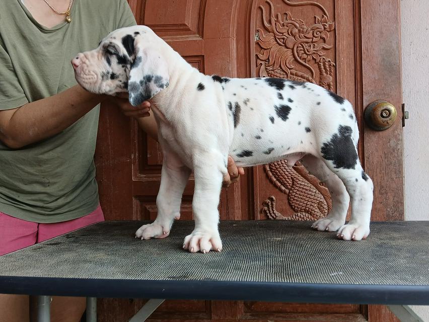 ลูกเกรทเดนคุณภาพ Great dane for sale รูปที่ 8