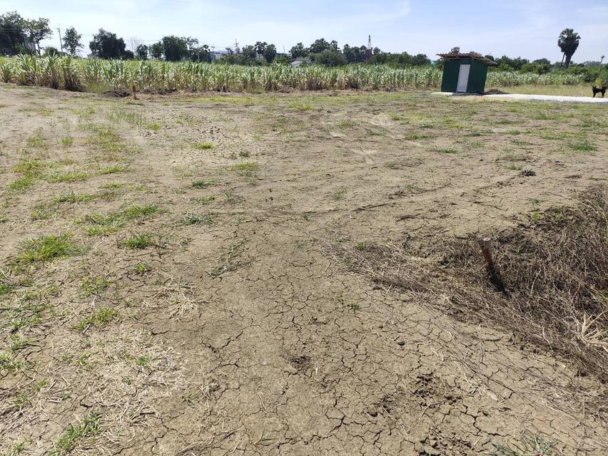 Sale large land 9.3 Rais suitable for projects or building house etc, can be subdivided Kamphaeng Saen District, Nakhon Pathom Province near Bangkok 12