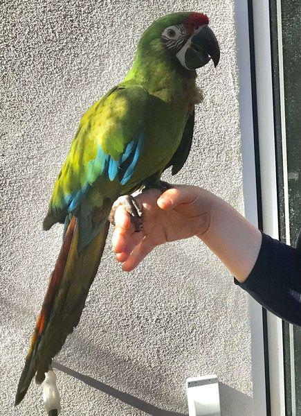 Military Macaw Parrots  WhatsApp me : +66 63 826 3042