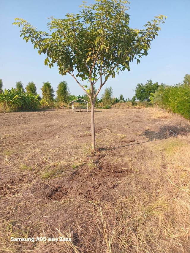 ขายที่ดิน 1ไร่ พร้อมปลูกบ้าน น้ำไฟพร้อม บรรยากาศดีวิวหมอกไกล้ภูเขา โฉนด 7