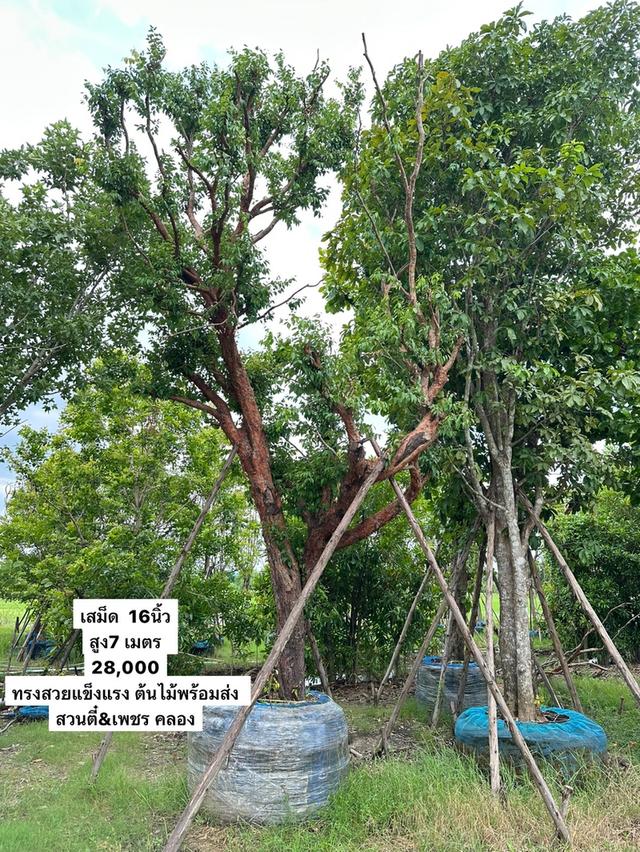 เสม็ดแดง