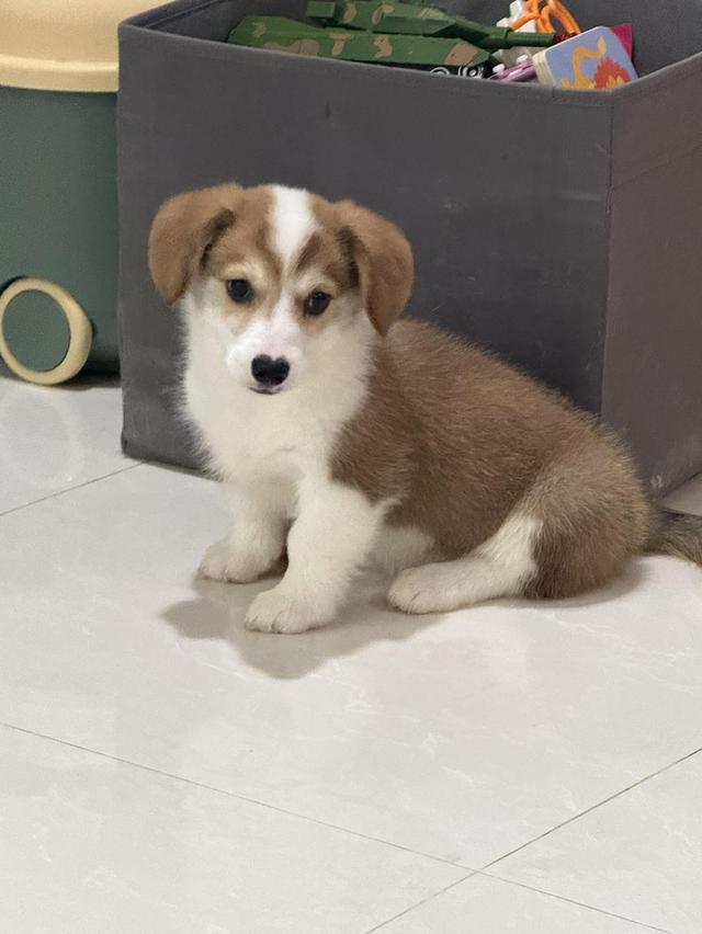 Corgi Male 3 month with long tail #1