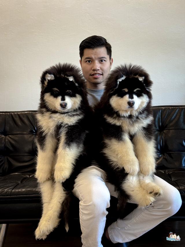 สุนัขอลาสกัน ไจแอนด์นำเข้าจากต่างประเทศ