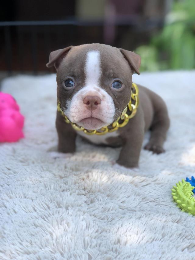 เอ็กโซติกบูลลี่เพศผู้