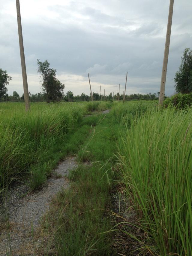 📣 ขายที่ดิน อำเภอองครักษ์ นครนายก – 2 ไร่ 20 ตร.วา หลังตลาดองครักษ์ – เข้า–ออกได้หลายทาง – ใกล้ มศว.องครักษ์ 8