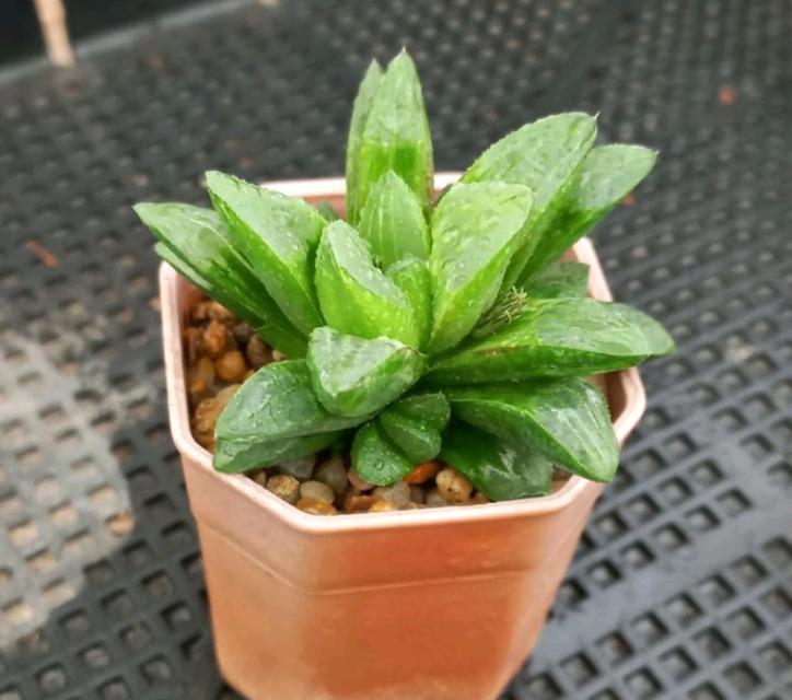 Haworthia ไม้อวบน้ำสวยๆ 3