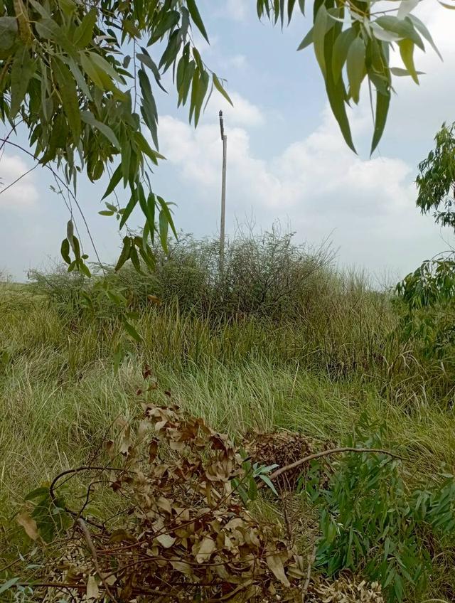 ประกาศขายที่ดินเปล่าราคาถูก 3