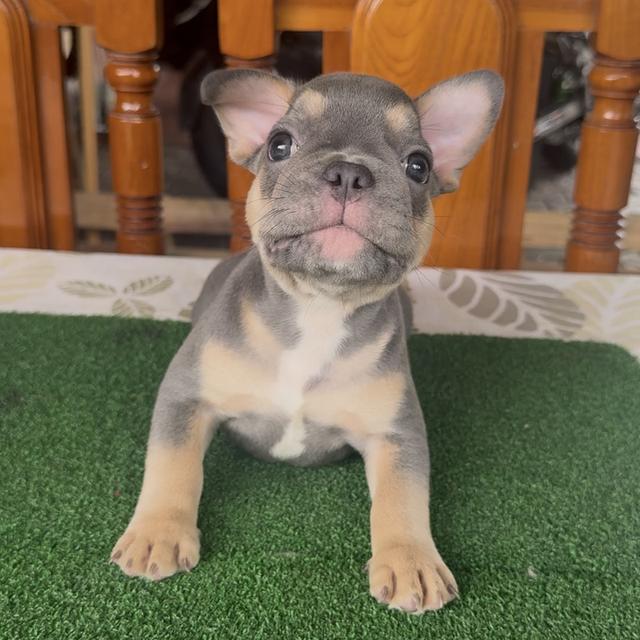 ลูกสุนัขเฟรนช์บลูด็อก รูปย่อยที่ 3