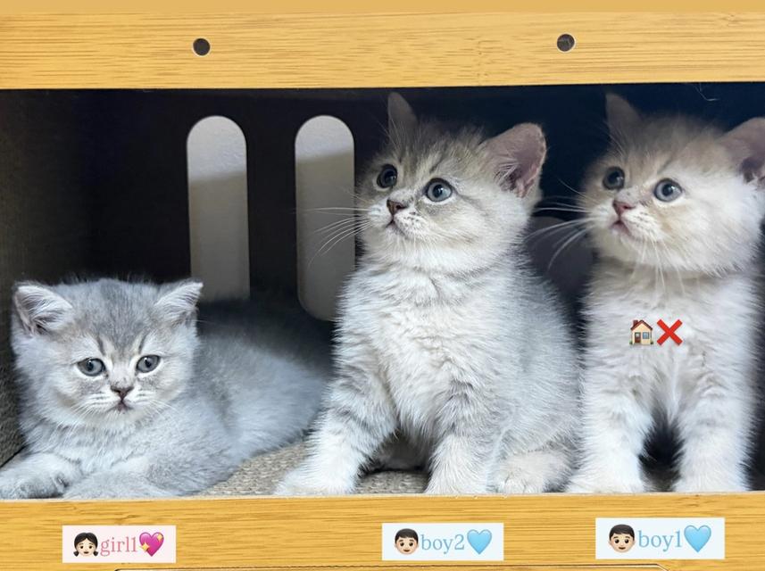 แมวสก็อตติช โซนรังสิต พร้อมย้าย 31Mar