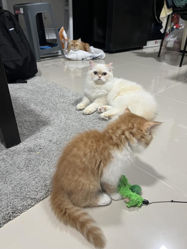 ลูกแมวเปอร์เซียแท้ เลี้ยงระบบปิด 8