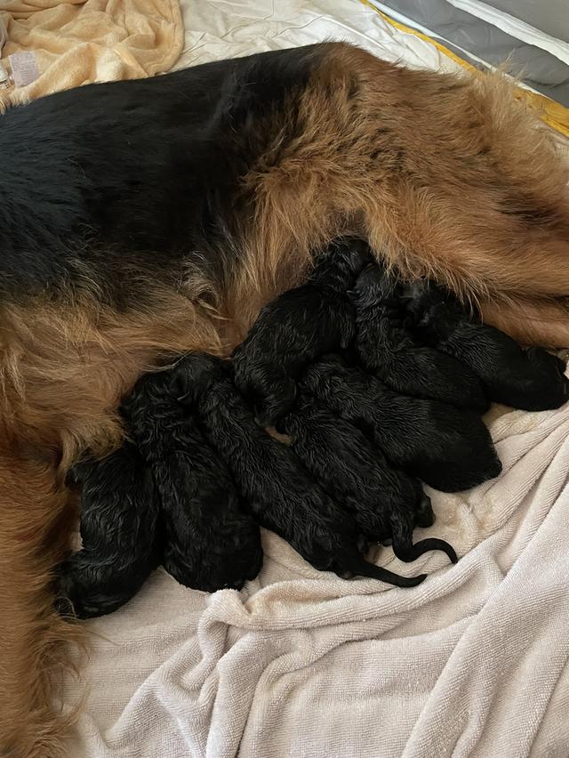 ลูกสุนัขเยอรมันเชพเพิร์ด (อัลเซเชี่ยน สุนัขตำรวจ) ว่างผู้4 เมีย4 9