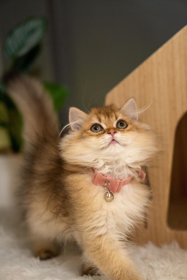 เด็กหญิงบริติช ลองแฮร์ (British Longhair) 14