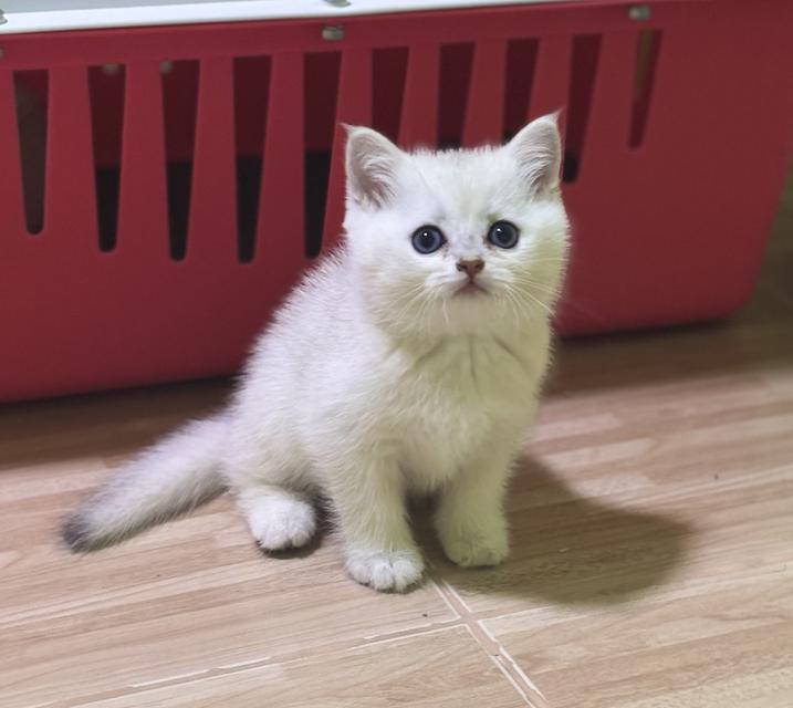 แมวบริติช British shorthair