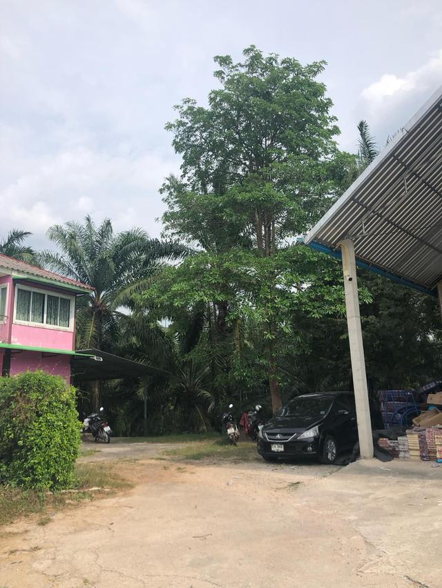 บ้านเดี่ยว2 ชั้น 3ห้องนอน3ห้องน้ำ เนื้อที่2ไร่ 8