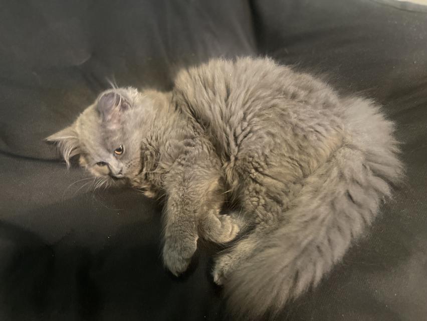 แมวบ้านนี้ขี้อ้อน(เด็กชาย3เดือน) พร้อมย้ายบ้าน รูปที่ 6