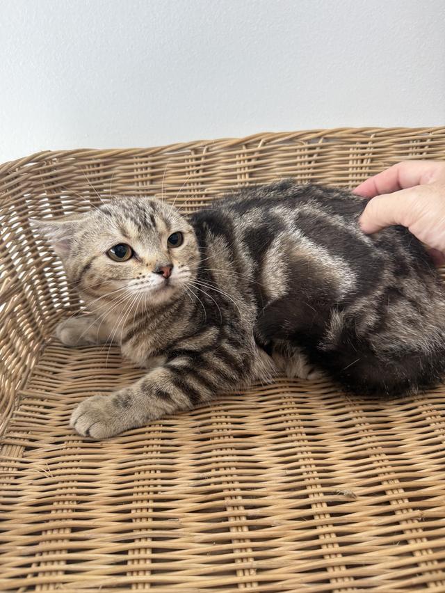 ลูกแมวอเมริกันช็อตแฮร์แท้