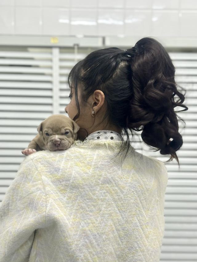 ขายแล้วAmerican bully exotic รูปที่ 6