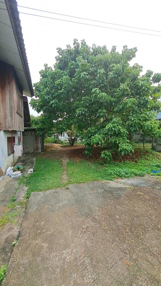 ขายบ้านตั้งอยู่ใจกลางตัวอำเภอเชียงดาว 6