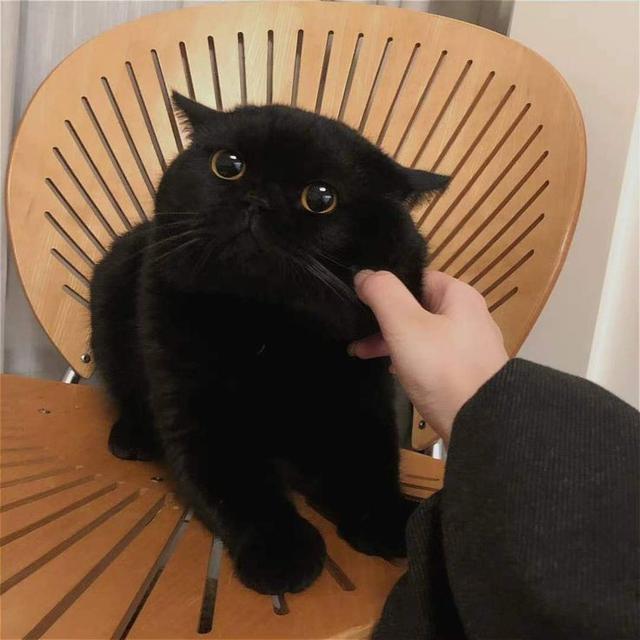 แมวบริติชช็อตแฮร์ สีดำสุดน่ารัก 1