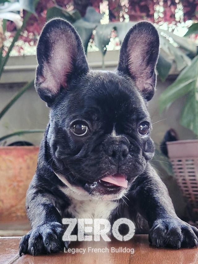 ZERO สุนัขเฟรนช์บูลด็อก 15