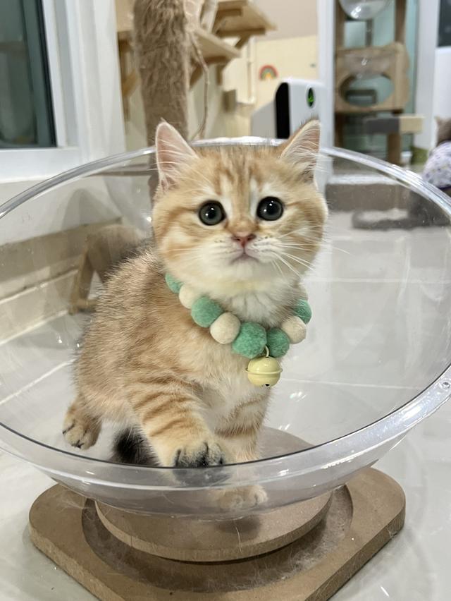 ดช.บริติช ช็อตแฮร์(ny)