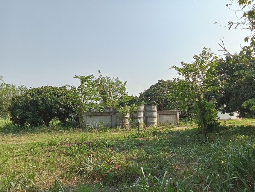 ขายที่ดินสวนลำใย 12 ไร่ นครเจดีย์ ป่าซาง ติดถนน ไฟฟ้าผ่าน ใกล้ชุมชน 3