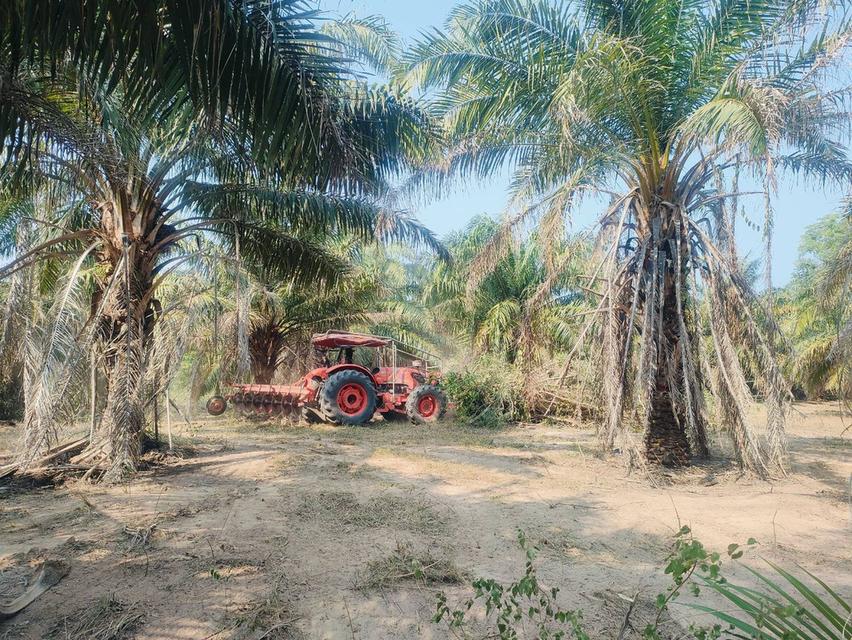 ขายที่ดินทับสะแกแลนด์ 5-3-96 ไร่ ติดถนนสายเอเชีย ทำเลทอง ราคาสำหรับนักลงทุน เพชรเกษมขาล่องใต้ ประจวบคีรีขันธ์ 5