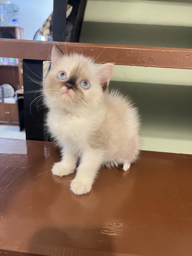 แมว สก๊อตผสมเปอเซีย 🔥🔥🔥🔥 รูปที่ 2