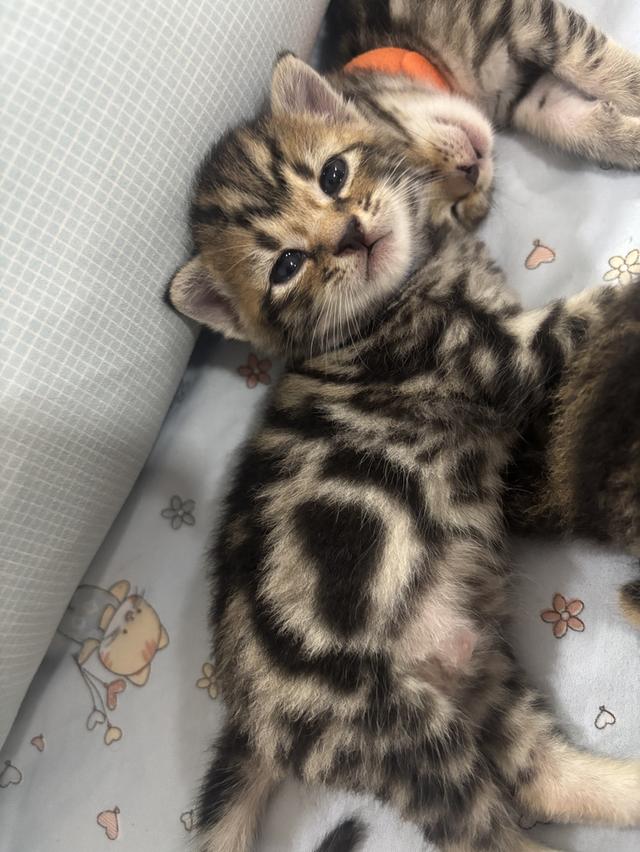 Sanji
