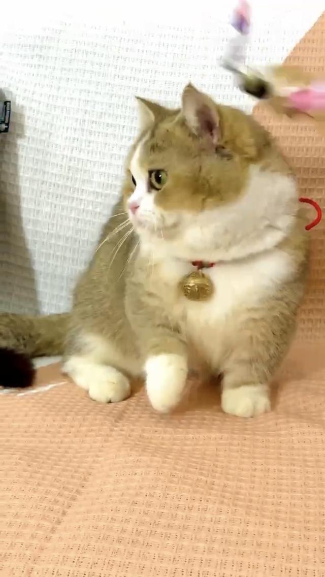 แมบมันช์กิ้น ขาสั้นจู๋อายุ4เดือน เด็กผู้ชาย รูปที่ 4