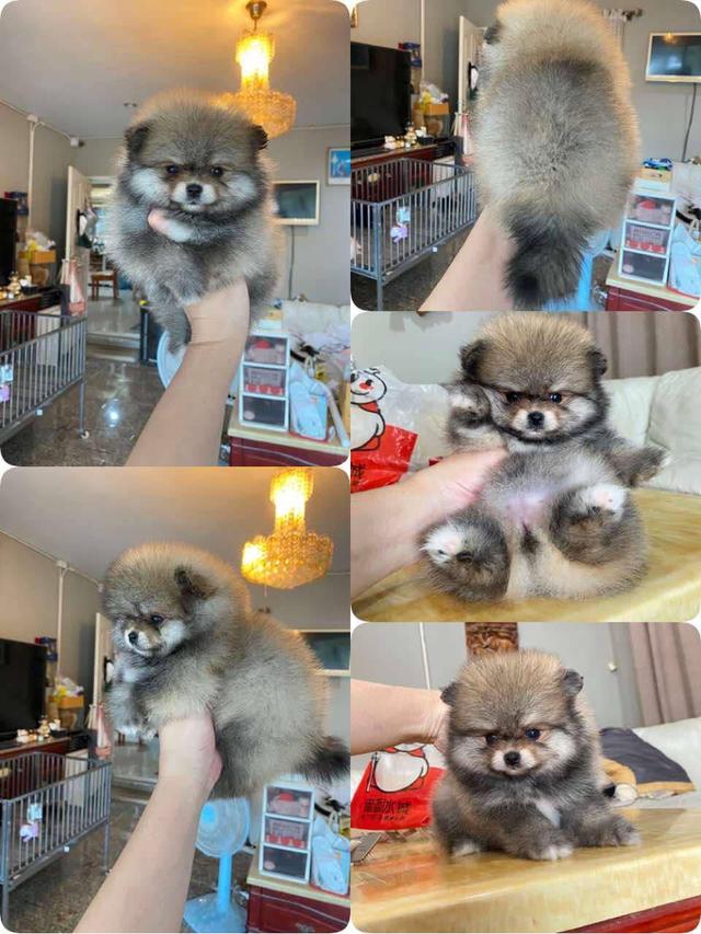 ลูกปอมแท้ อายุ2เดือน มาชมตัวจริงได้  8