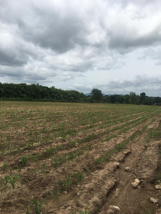 ขายที่ดินโฉนดเขาใหญ่ 7 ไร่ วิวสวย ทำเลศักยภาพสูง ใกล้ถนนหลวงหมายเลข 2235 และใกล้แหล่งท่องเที่ยว 2