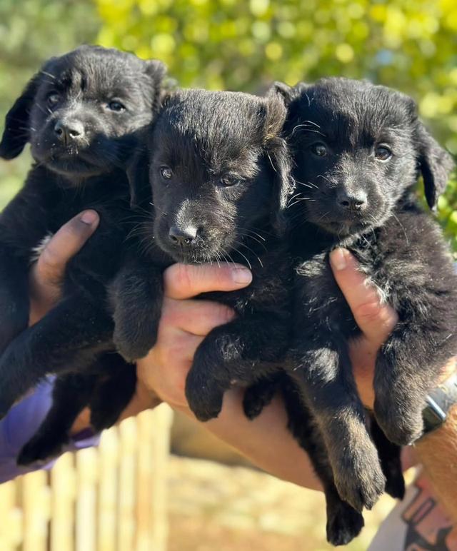 น้องๆ Black Golden Retriever กำลังหาบ้านใหม่ ราคากันเอง 3