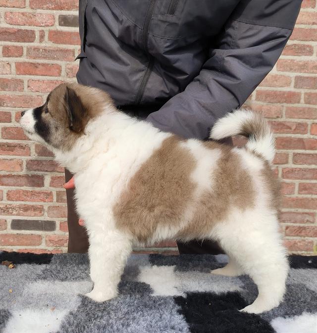 Thai Bangkaew Puppies for sale รูปที่ 3