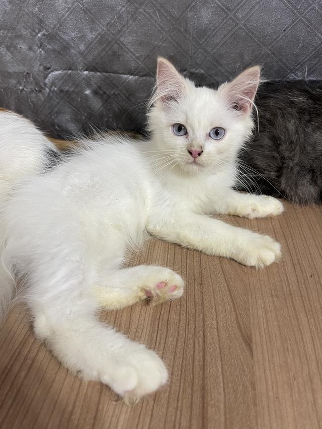 คนขายเลี้ยงเองครับ น้องแมวพันธุ์ อเมริกันเคิร์ลผสมหิมาลายัน เพศชาย ตาสีฟ้า