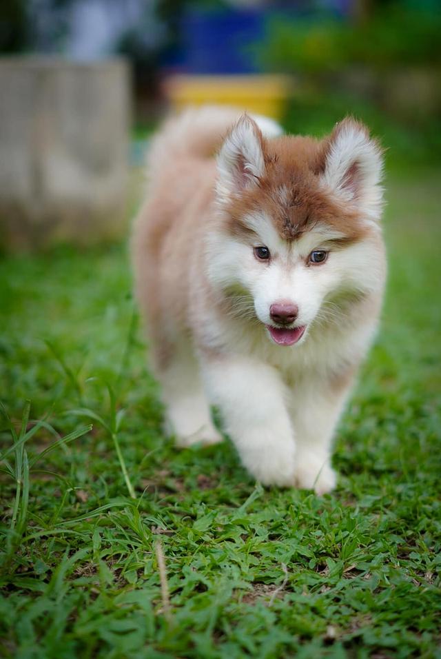 ไซบีเรียนฮัสกี้ Siberian husky 1