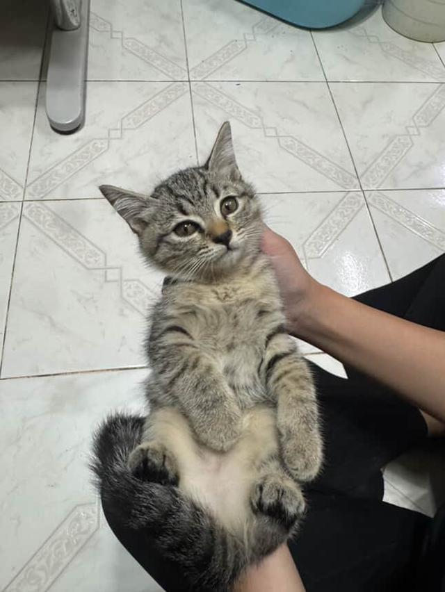 บริติช ผสม สก๊อตติช