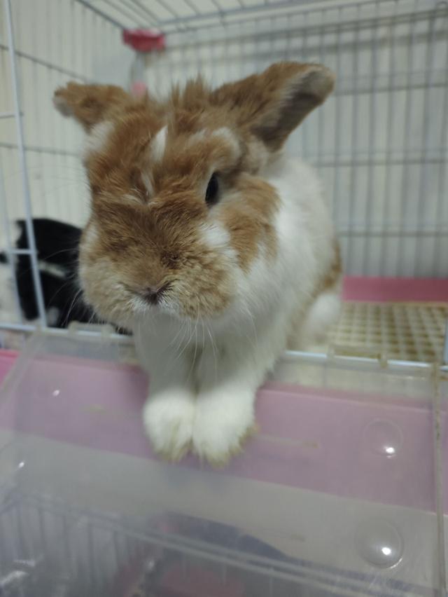 กระต่าย Holland Lop (กระต่ายหูตก HL) สีส้ม อ้วนกลม พ่อพันธุ์ หูบิน พิเศษ