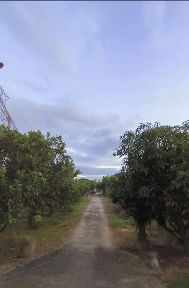 โรงงานพร้อมสวนที่ดินส้มโอ 6