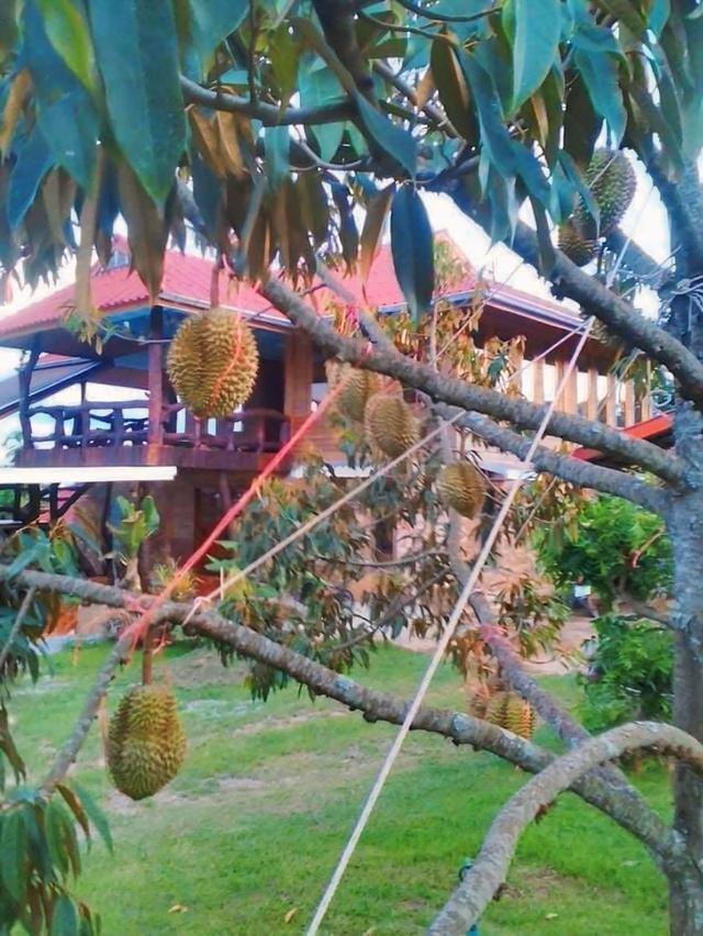 🔥 หลุดจอง! ที่ดิน 6 ไร่ + บ้าน + สวนทุเรียนให้ผลแล้ว (จ.เพชรบูรณ์) 4