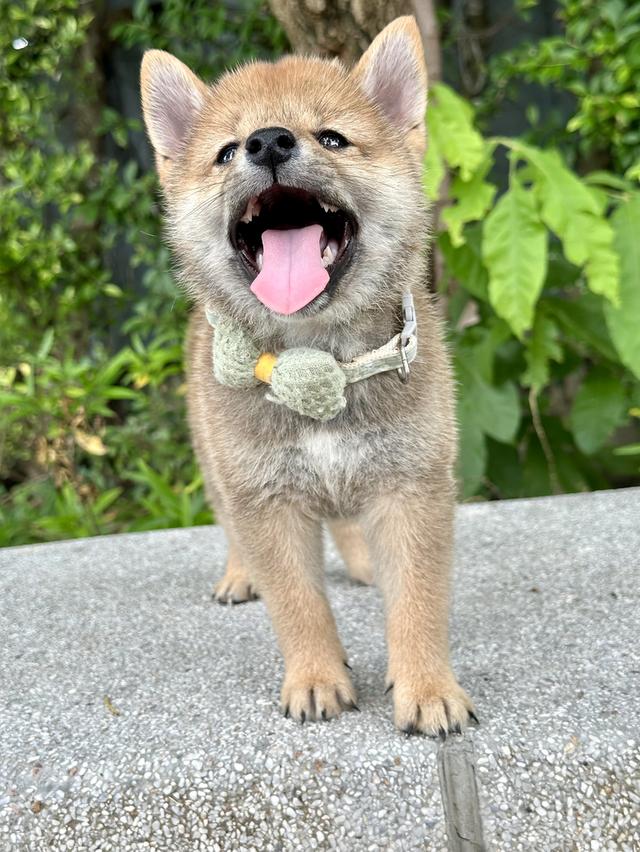 ชิบะอินุ Shiba