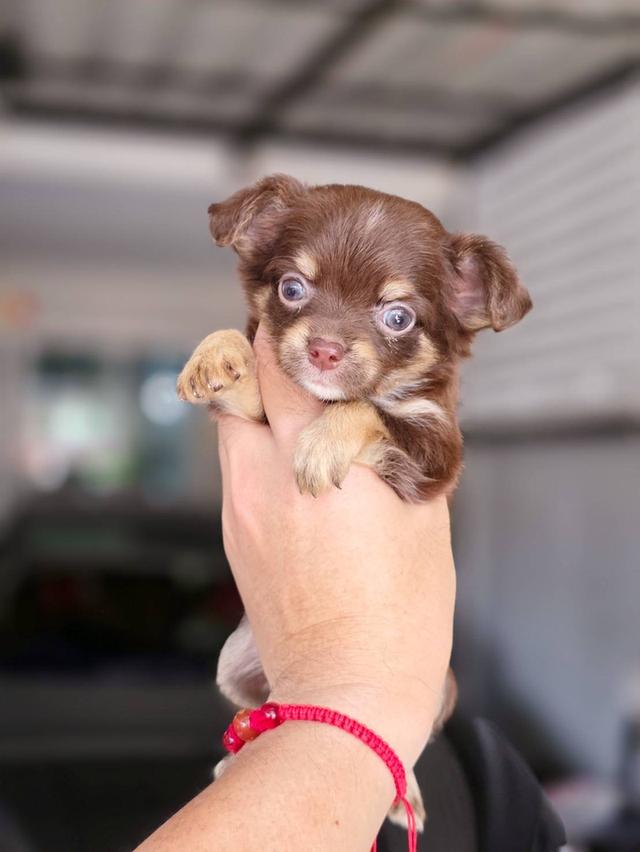 ชิวาวาแท้ขนยาว สีช็อค เพศผู้ 12