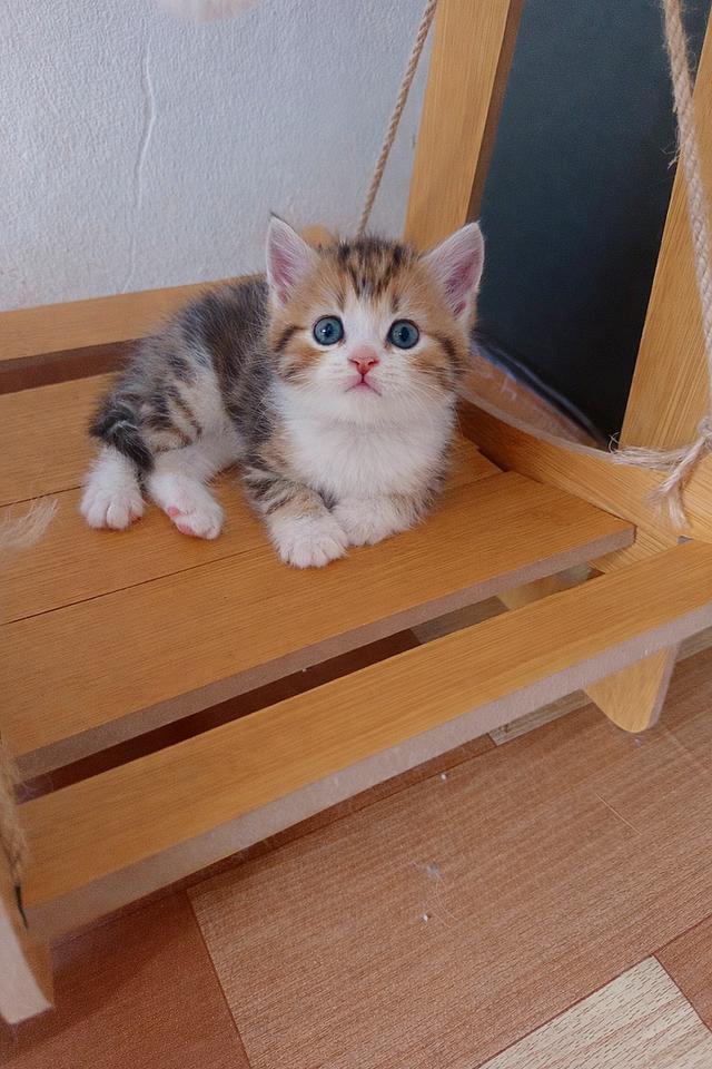 เปิดจองลูกแมว สก็อตติชแท้